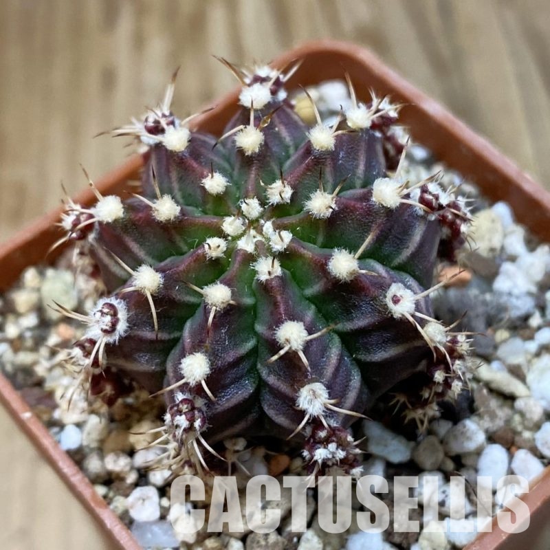 SH32840 Gymnocalycium mihanovichii hybrid, grafted