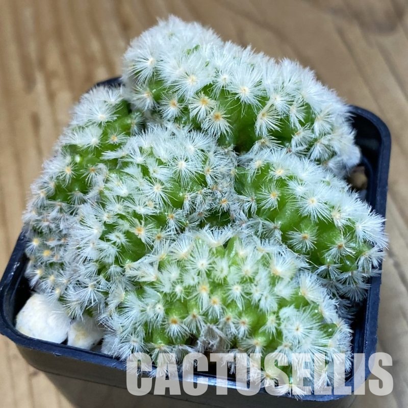 SH21165 Mammillaria carmenae f. cristata