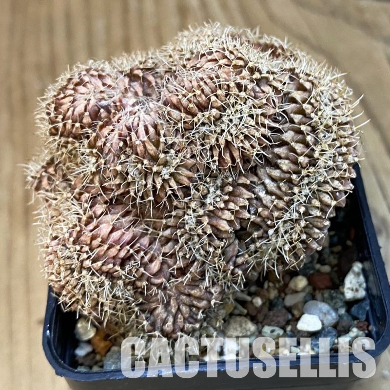 SH25202 Gymnocalycium mihanovichii f. cristata