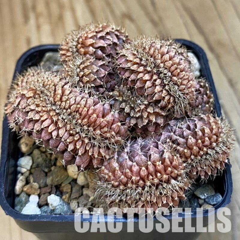 SH25346 Gymnocalycium mihanovichii f. cristata