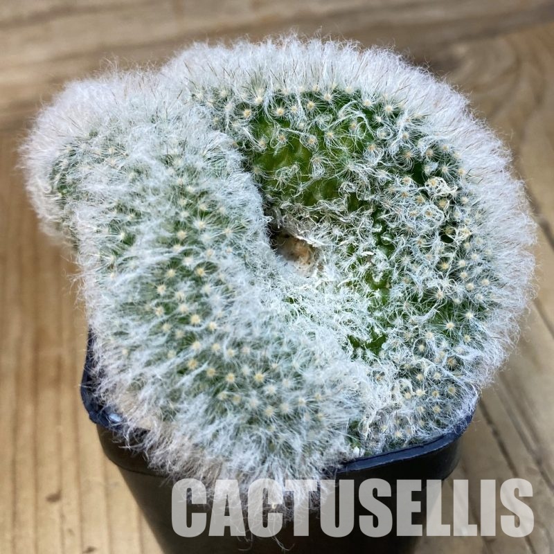 SH19949 Mammillaria bocasana f. cristata
