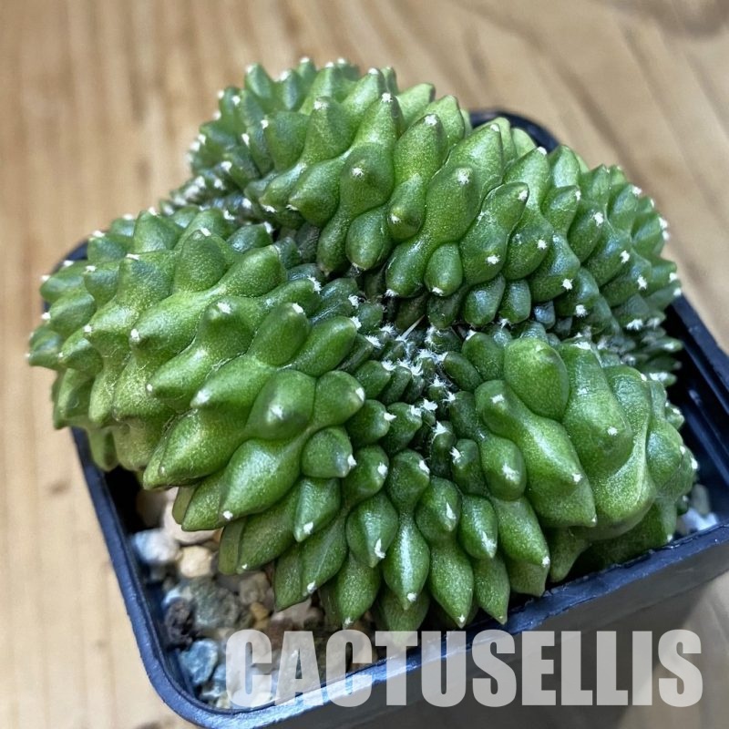 SH21036 Gymnocalycium mihanovichii ‘inermis’ f. cristata