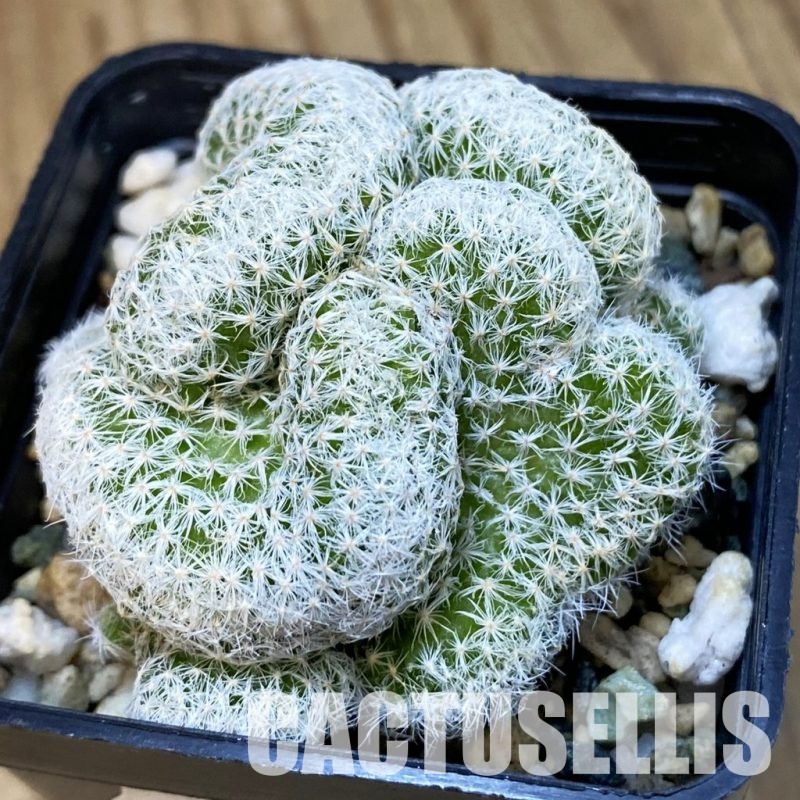 SH21164 Mammillaria humboldtii f. cristata