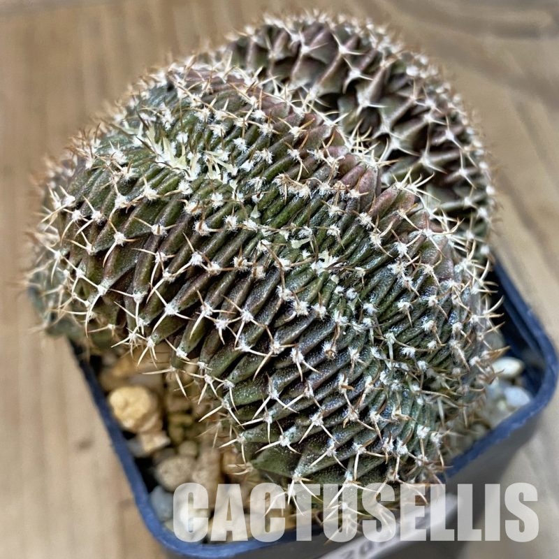 SH20982 Gymnocalycium friedrichii LB f. cristata, seedling