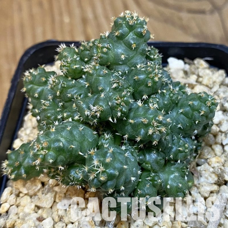 SH29428 Coryphantha bumamma f. monstrosa