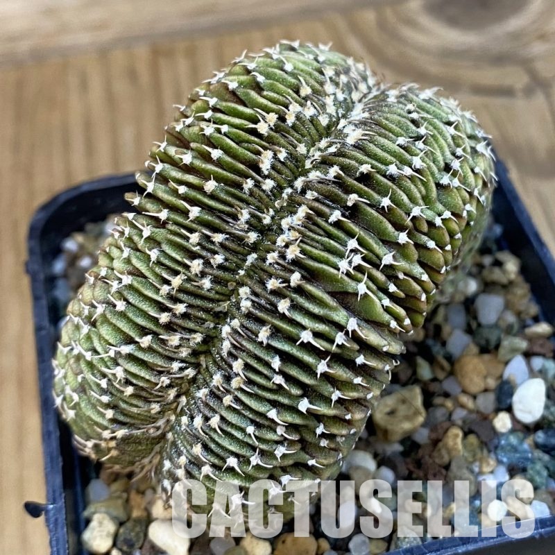 SH23273 Gymnocalycium friedrichii LB f. cristata