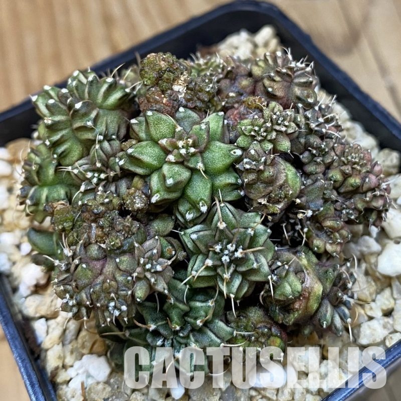 SH29425 Gymnocalycium mihanovichii 'Green Crocodile'