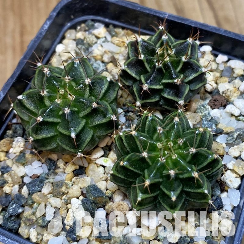 SH32841 Gymnocalycium mihanovichii hybrid, seedling