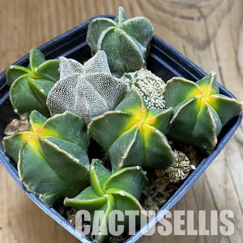 SH32842 Astrophytum myriostigma mix