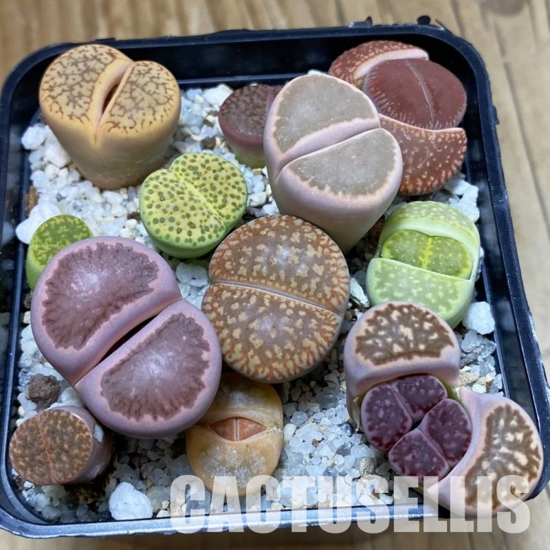SH32843 Lithops mix