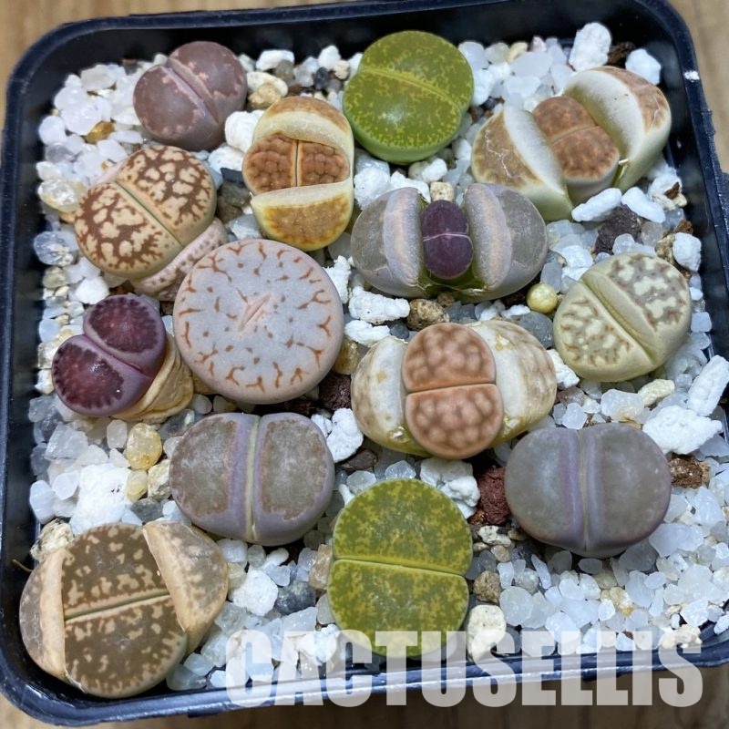 SH32844 Lithops mix
