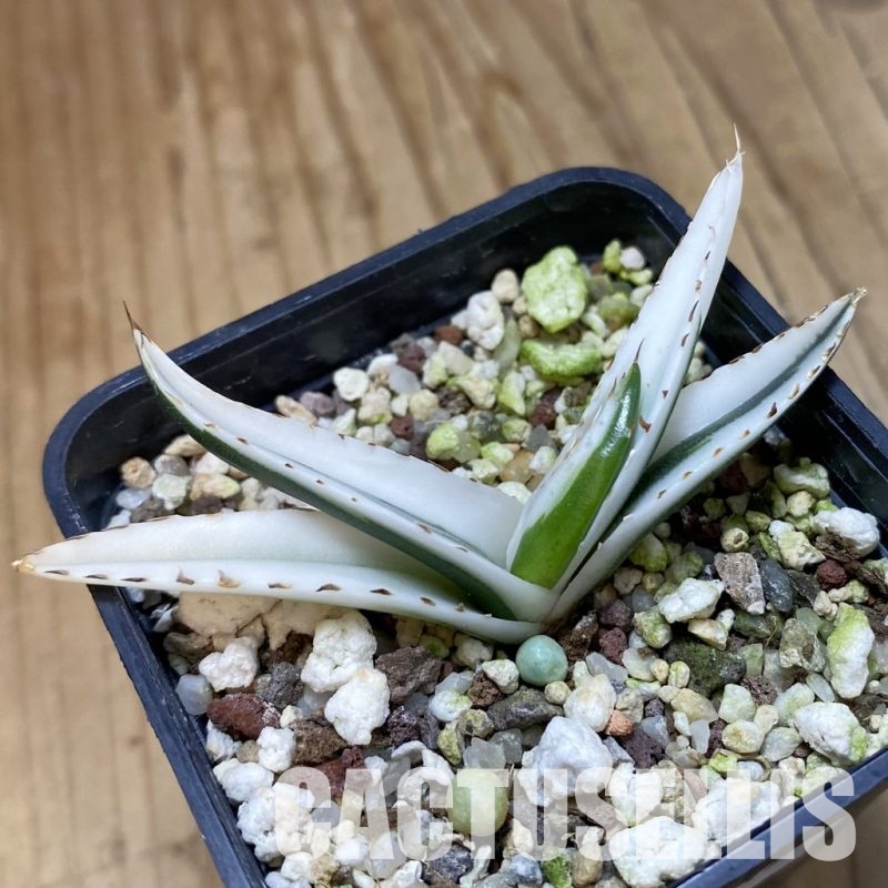 SH32845 Agave victoriae-reginae 'White Rhino'