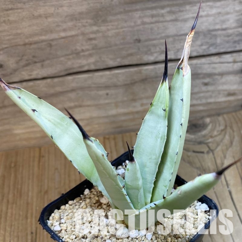SH32846 Agave macroacantha 'Little Penguins'