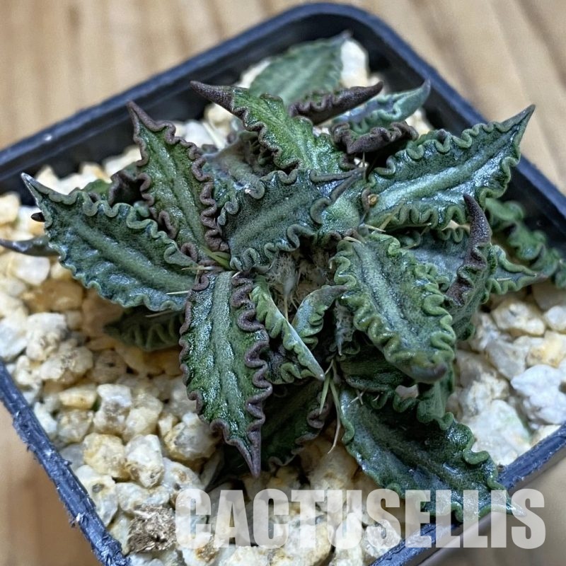 SH32847 Euphorbia tulearensis