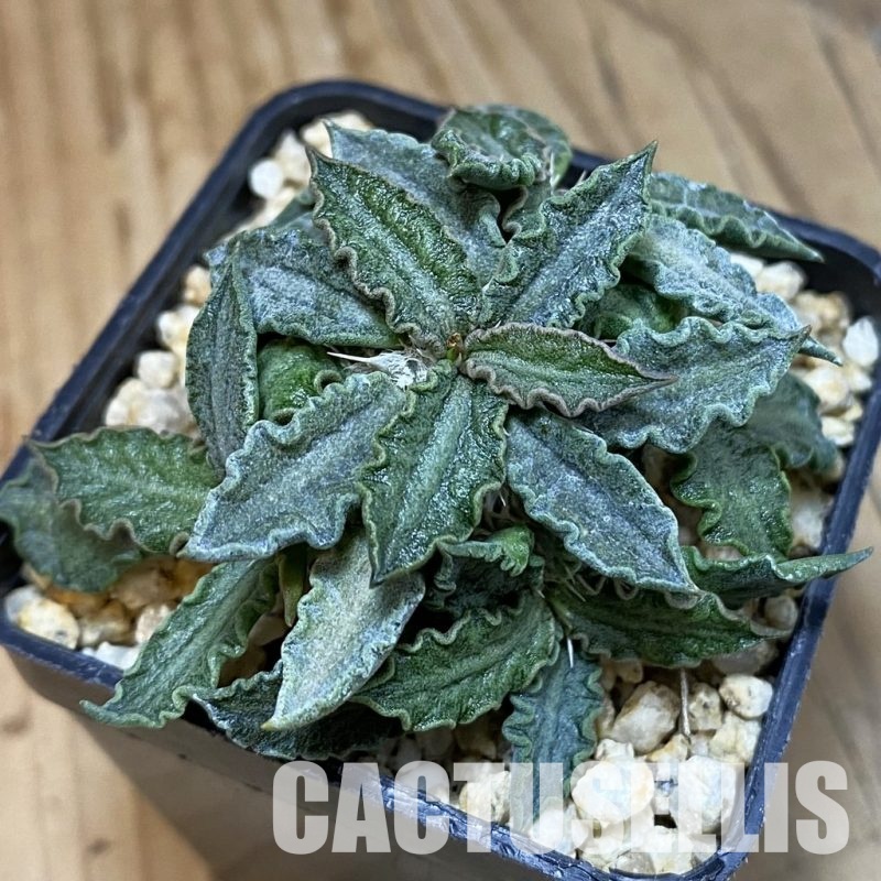 SH32848 Euphorbia tulearensis