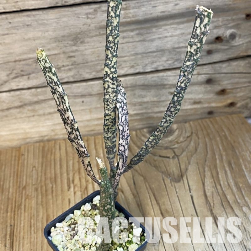 SH32849 Euphorbia platyclada