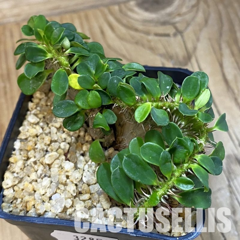 SH32850 Euphorbia milii f. cristata