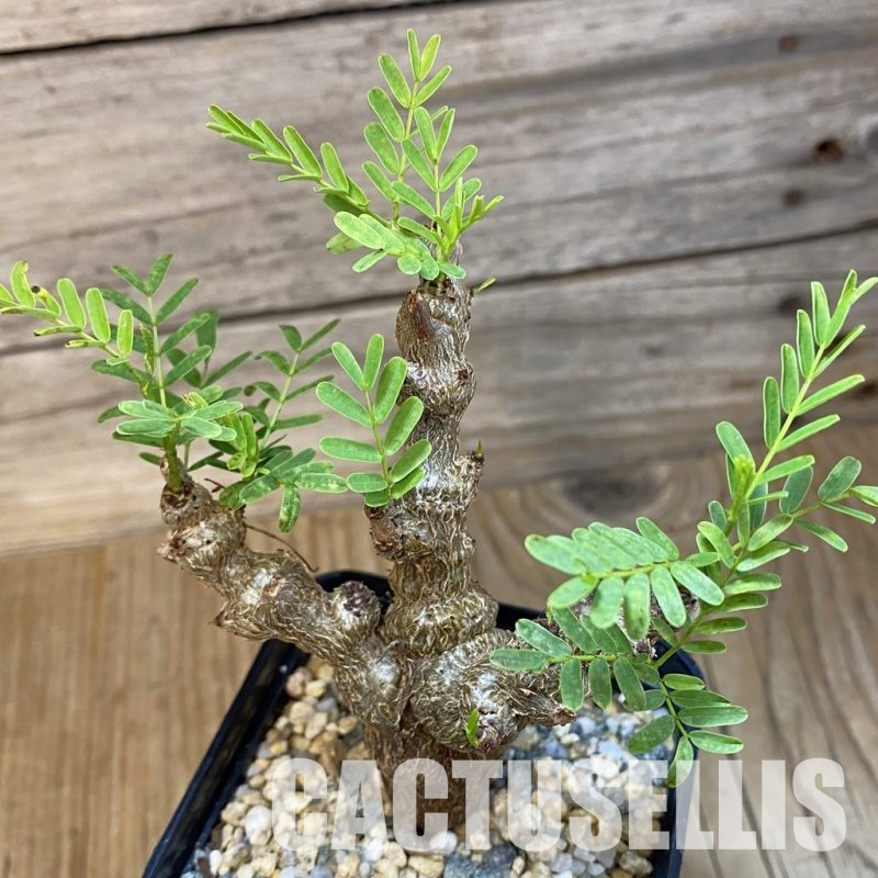 SH32851 Senna meridionalis