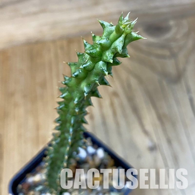 SH32852 Edithcolea grandis