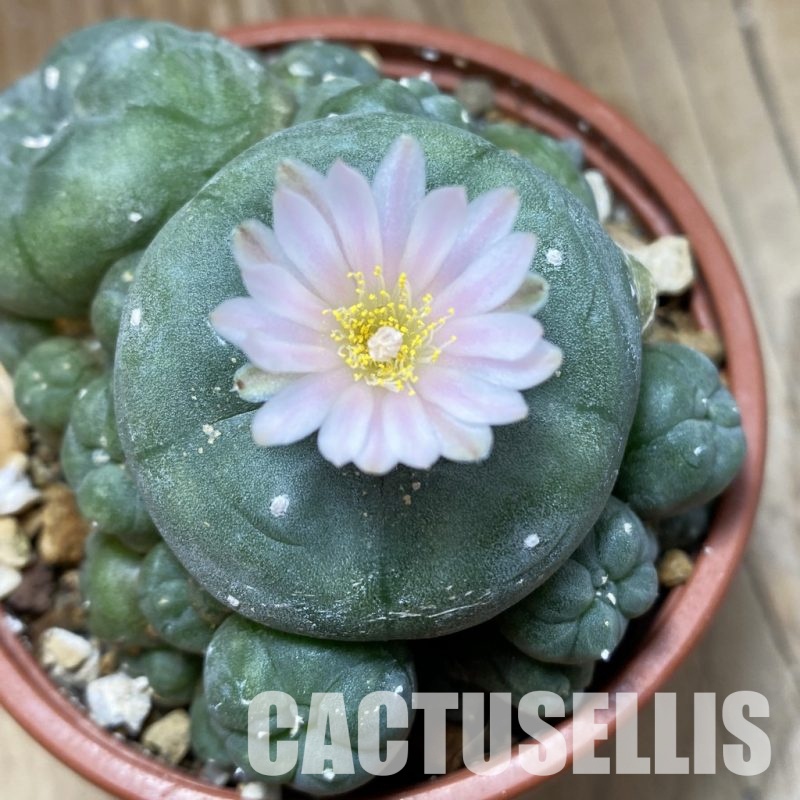 SH29811 Anhalonium v. caespitosa, 10 years old