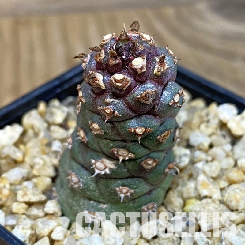 SH32854 Monadenium ritchiei v. marsabitense