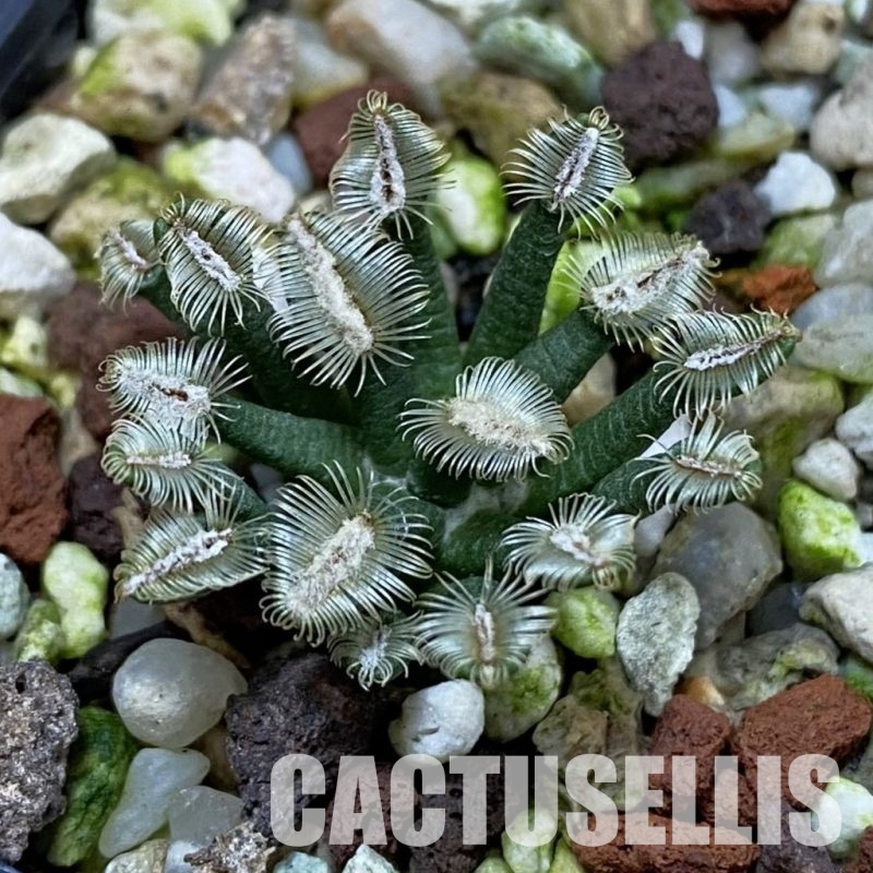 SH32855 Mammillaria bertholdii GCG 12161, own roots, seedling