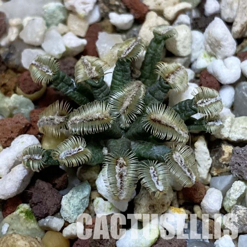 SH32856 Mammillaria bertholdii GCG 12161, own roots, seedling