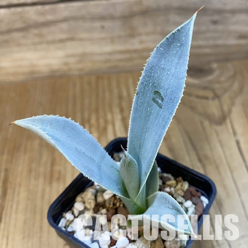 SH32857 Agave pygmaea ‘Dragon Toes’