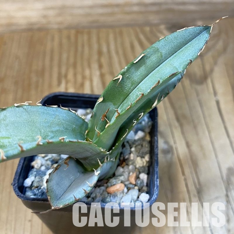 SH32858 Agave titanota 'White Ice'