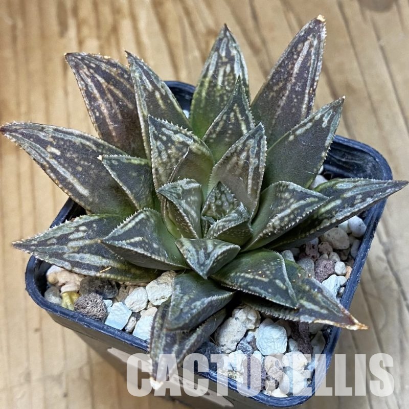 SH32859 Haworthia 'Galileo'