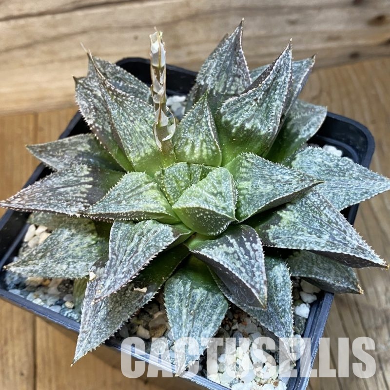 SH32860 Haworthia wimii x splendens, 10 years old -Japan-