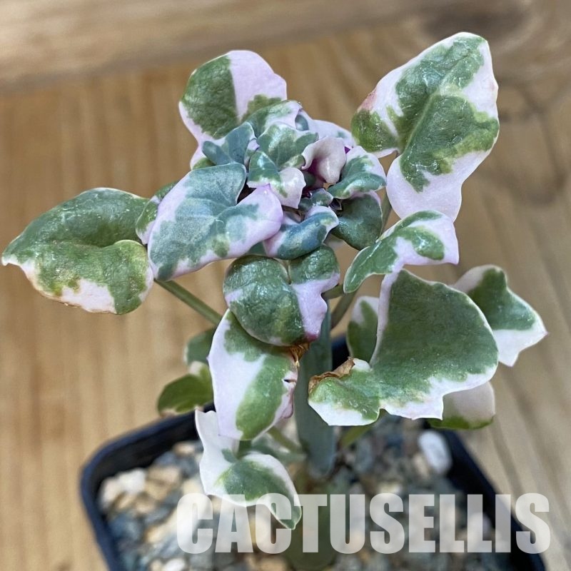 SH32861 Senecio articulatus f. variegata