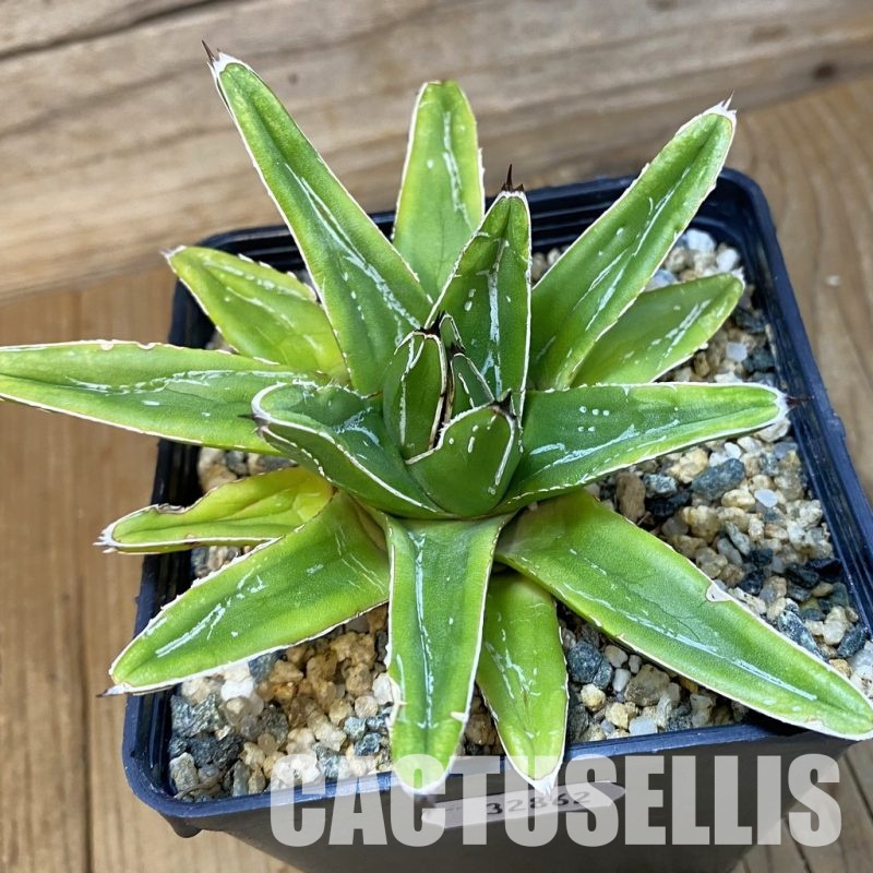 SH32862 Agave victoriae-reginae ‘Compacta’