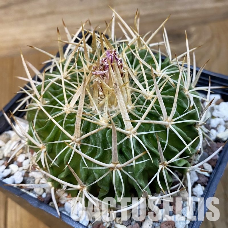 SH32863 Echinofossulocactus longispinus, 12 years old