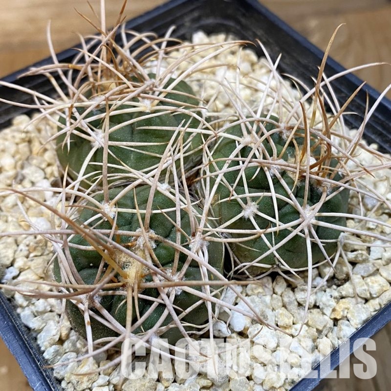 SH32864 Gymnocalycium polycephalum 3 heads