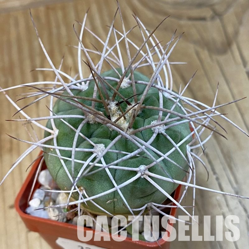 SH32865 Gymnocalycium cardenasianum