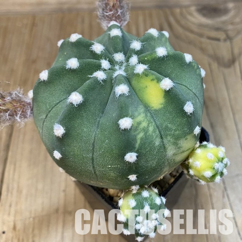 SH32866 Echinopsis subdenudata f. variegata