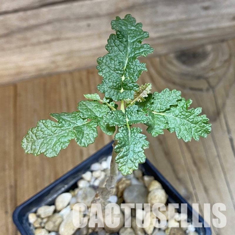 SH28450 Boswellia bullata