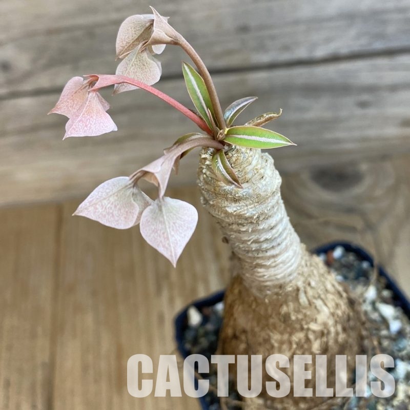 SH26069 Euphorbia Green Labatii