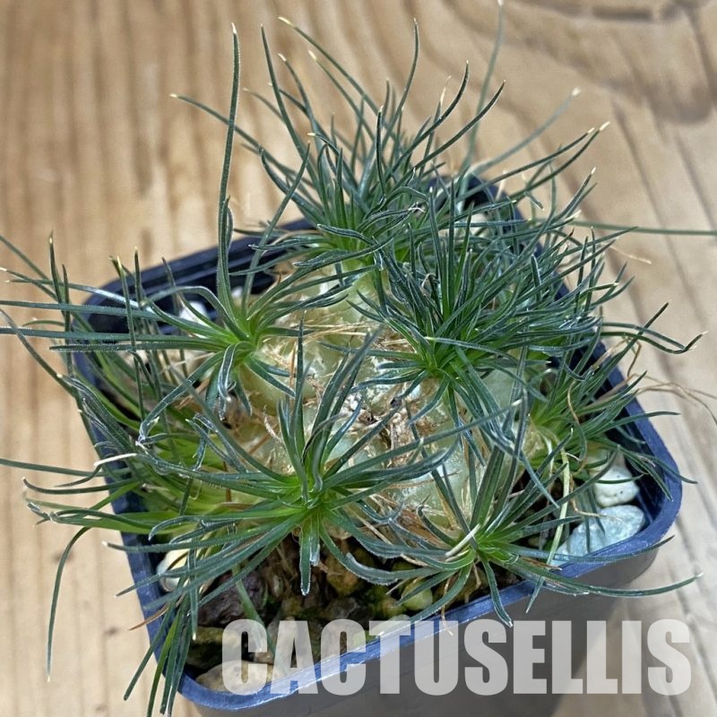 SH18921 Ornithogalum sardienii