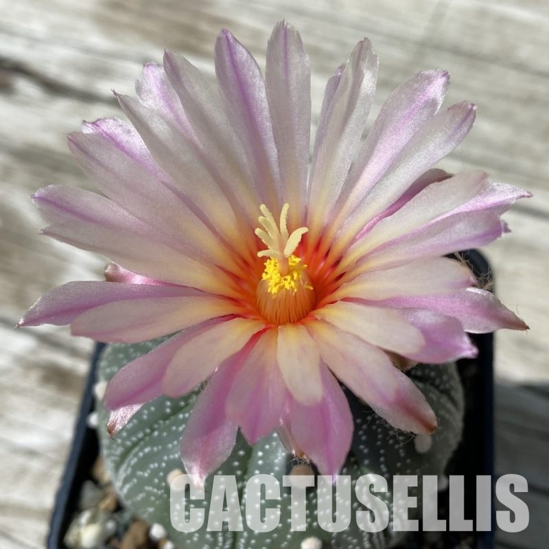 SH32884 Astrophytum asterias 'Akabana'