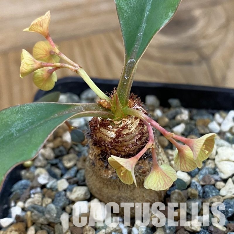 SH28883 Euphorbia ramena