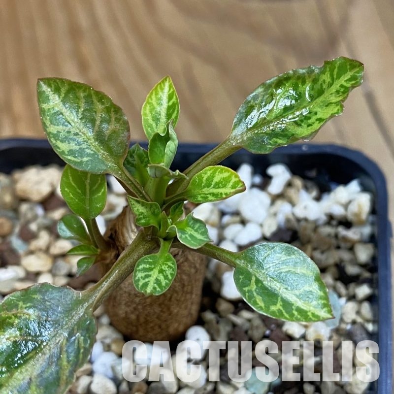 SH25238 Euphorbia spannringii 'Fish Bone'