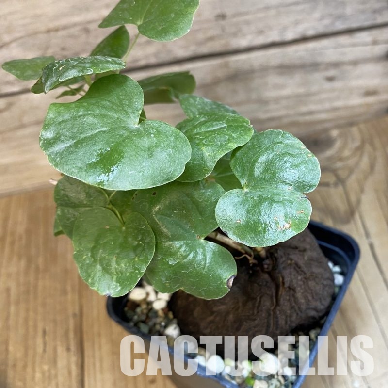 SH22162 Dioscorea sylvatica