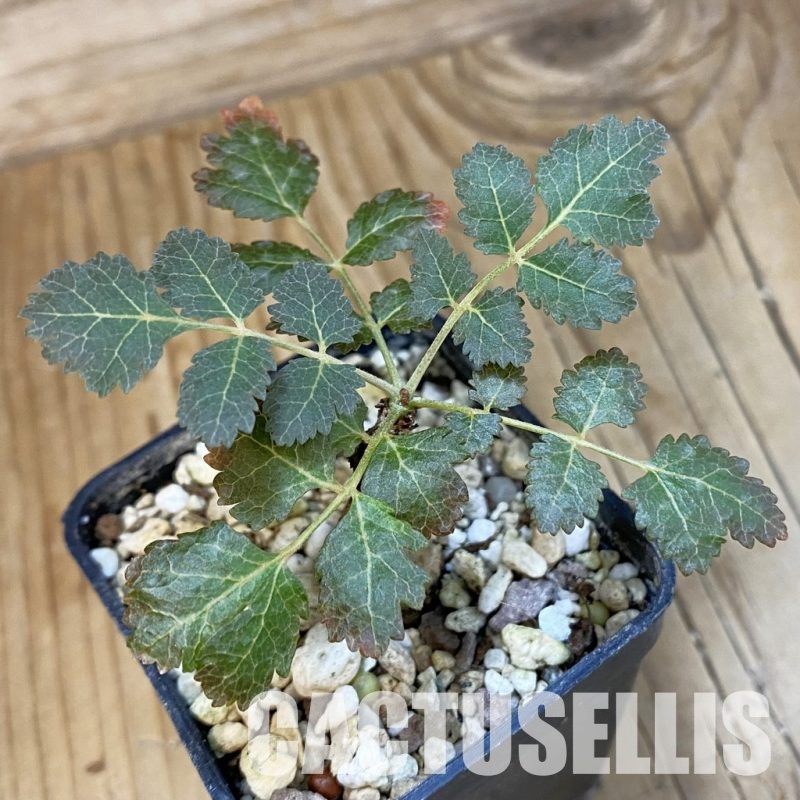 SH30122 Boswellia dioscoridis