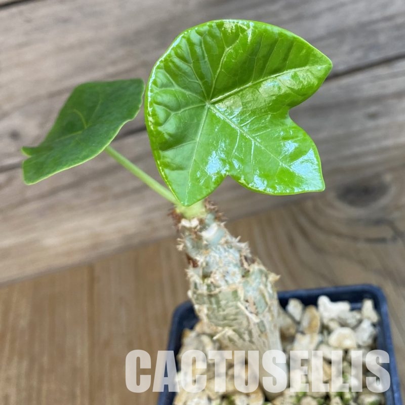 SH10440 Jatropha podagrica, Yellow flowers