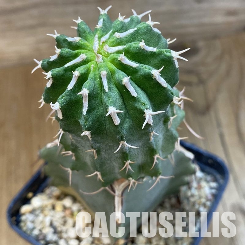 SH12107 Euphorbia columnaris, grafted