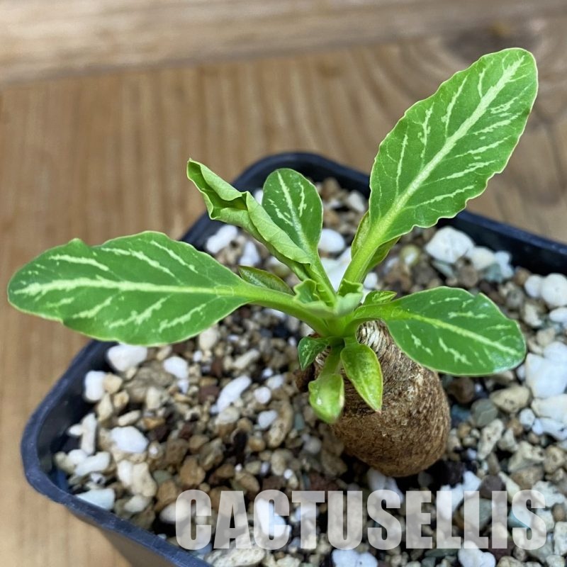 SH21391 Euphorbia spannringii 'Fish Bone'