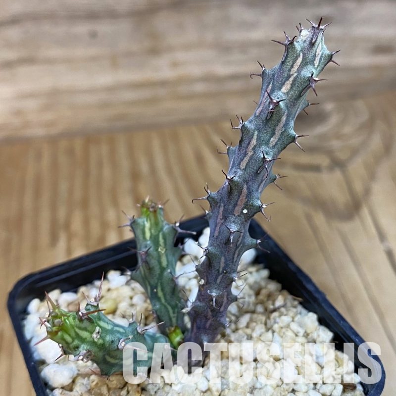 SH29779 Euphorbia sp. nova aff. similiramea