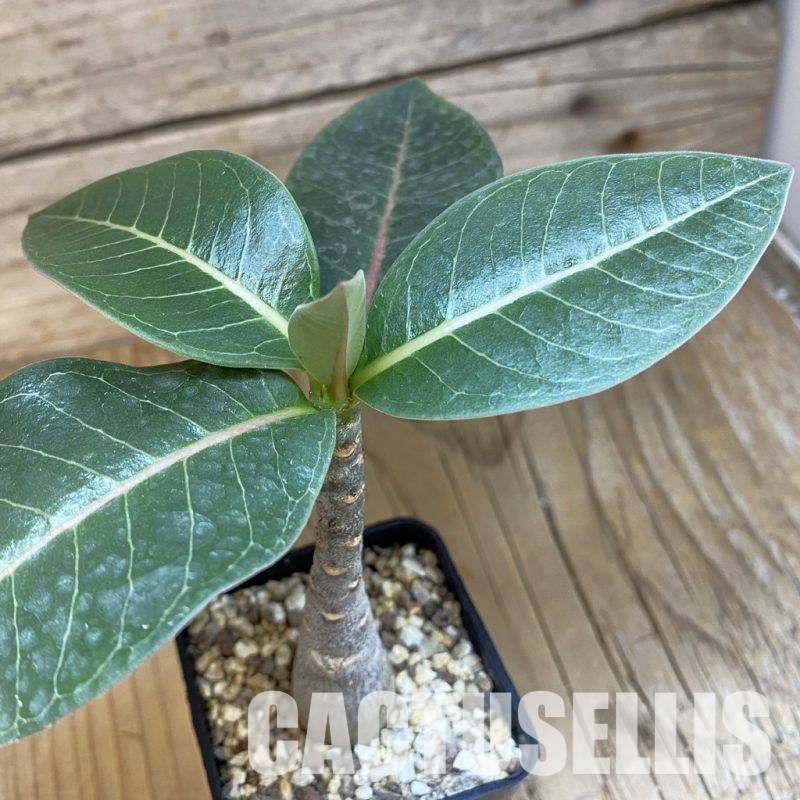 SH27274 Adenium arabicum ‘Black Body’